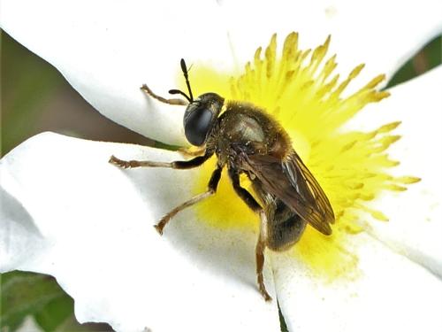 Microdon sp.